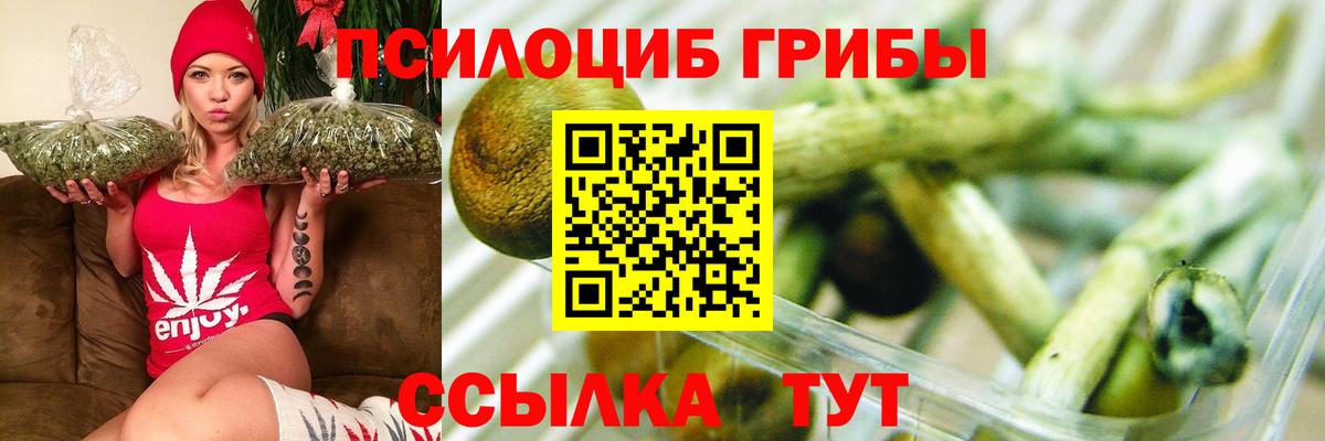 Псилоцибиновые грибы Cubensis Луга